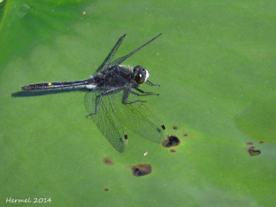 Leucorrhine mouchetée - Dot-tailed Whiteface