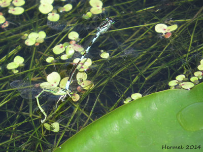 Demoiselle - Damselfly