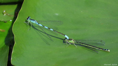 Demoiselle - Damselfly
