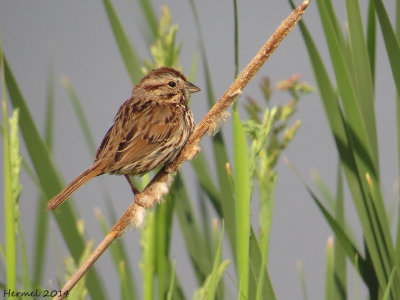 Bruant chanteur - Song Sparrow