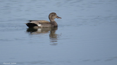 Canard chipeau - Gadwall