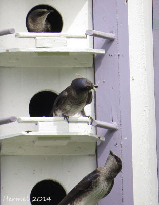 Hirondelle noire - Purple Martin