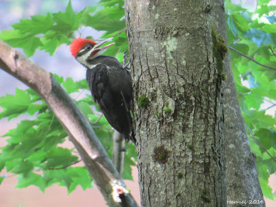 Grand Pic (juvenile) Pileated Woodpecker
