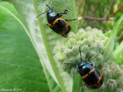 Chrysomèle de l'asclépidade - milkweed labidomera