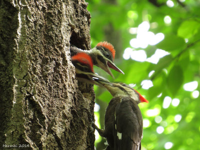 Grand Pic - Pileated Woodpecker