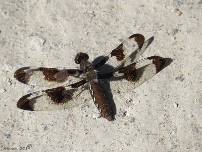 Libellule lydienne - libellula lydia - Common Skimmer