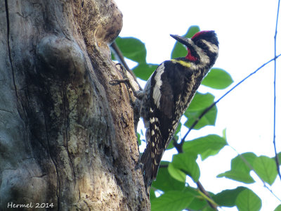 Pic maculé - Yellow-bellied Sapsucker