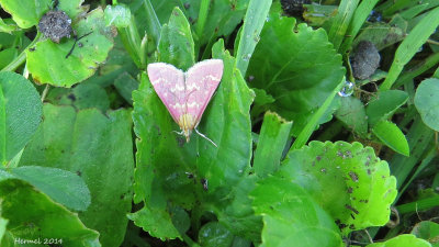 Noctuelle rose de l'onagre - schinia florida - primrose moth 