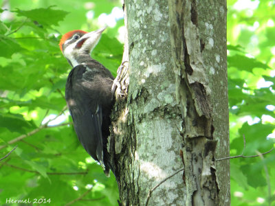 Grand Pic (juvenile) Pileated Woodpecker