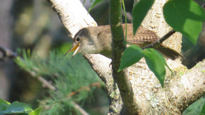 Troglodyte familier - House Wren