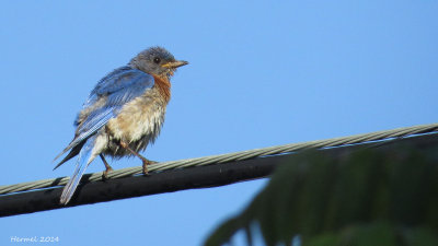 Merlebleu de l'est - Eastern Bluebird