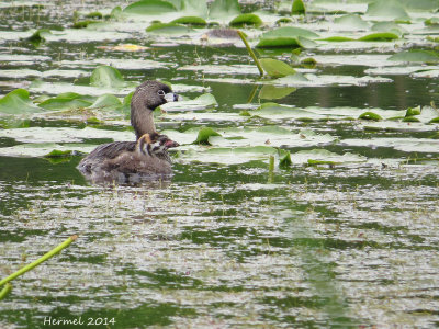 Grèbe à bec bigarré - Pied-billed Grebe