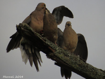 Tourterelle triste - Mourning Dove