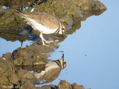 Pluvier Kildir - (juv) - Kildeer