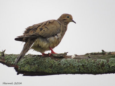 Tourterelle triste - (juv) - Mourning Dove