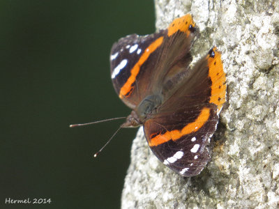 Vulcain - Red Admiral