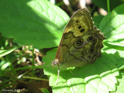 Satyre perlé - Northern Pearly-eye - #4568,1 - enodia anthedon