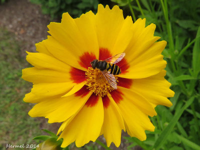 Syrphe - Hoverfly