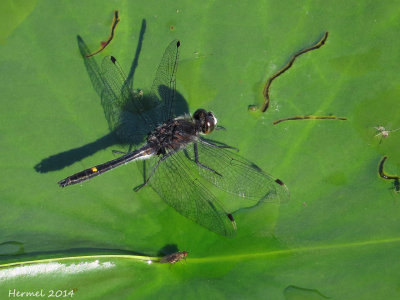 Leucorrhine mouchetée - Dot-tailed Whiteface