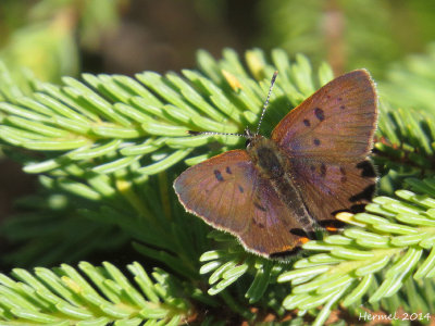 Cuivr des tourbires - Bog Copper