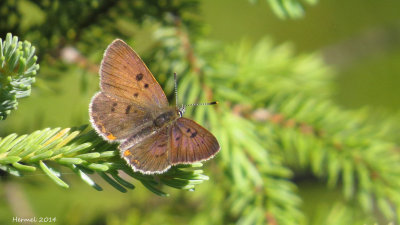 Cuivr des tourbires - Bog Copper