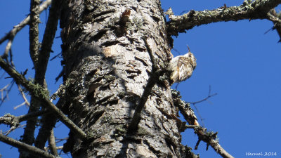 Grimpereau brun - Brown Creeper