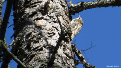 Grimpereau brun - Brown Creeper