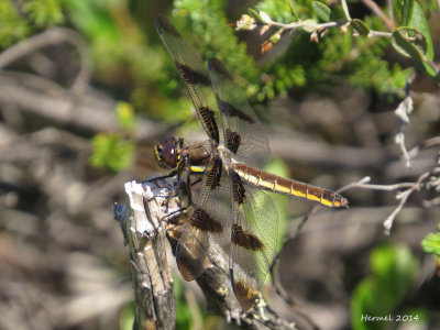 Libellule gracieuse - Twelve-spotted Skimmer