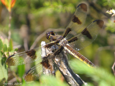 Libellule gracieuse - Twelve-spotted Skimmer