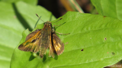 Hesprie hobomok - #4059 - Hobomok Skipper - Poanes hobomok