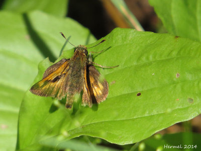 Hesprie hobomok - #4059 - Hobomok Skipper - Poanes hobomok