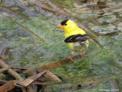 Chardonneret jaune - Àmerican goldfinch