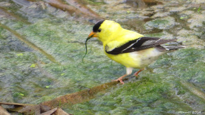Chardonneret jaune - Àmerican goldfinch
