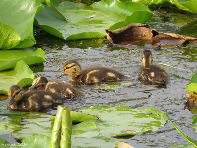 Canard Colvert - Mallard