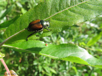 Scarabée japonais - Japanese Beetle
