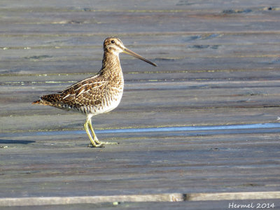 Bécassine de Wilson - Wilson's Snipe