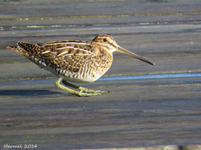 Bécassine de Wilson - Wilson's Snipe