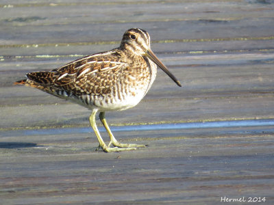 Bécassine de Wilson - Wilson's Snipe