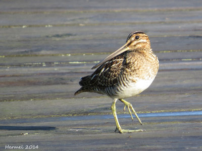Bécassine de Wilson - Wilson's Snipe