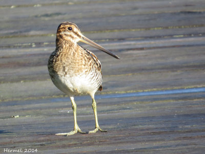 Bécassine de Wilson - Wilson's Snipe