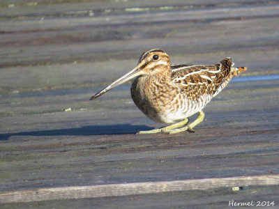 Bécassine de Wilson - Wilson's Snipe