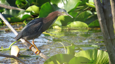 Héron vert - Green Heron