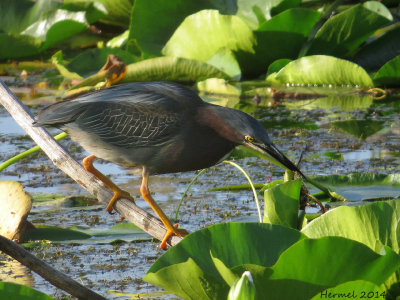 Héron vert - Green Heron