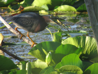 Héron vert - Green Heron