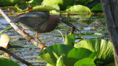 Héron vert - Green Heron