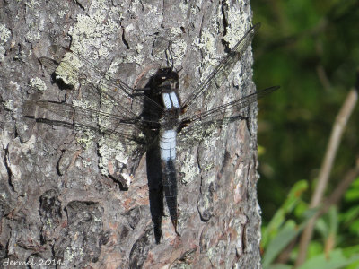 Libellule julienne - ladona julia - Chalk-fronted Corporal