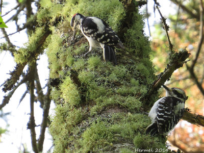 Pic chevelu - Hairy Woodpecker