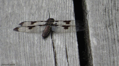 Libellule lydienne - Common Whitetail