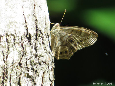 Satyre perlé - Northern Pearly-eye - #4568,1 - enodia anthedon