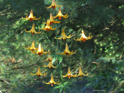 Lys du Canada - Canada lily